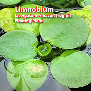 Limnobium laevigatum Amazon frog bit